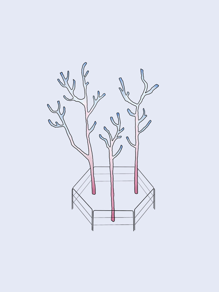 Coral Corral