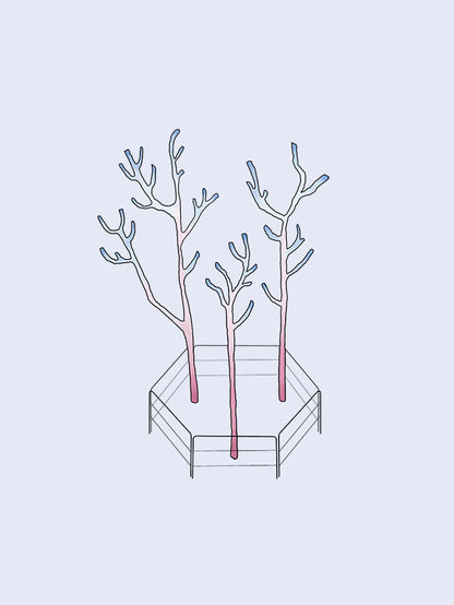 Coral Corral