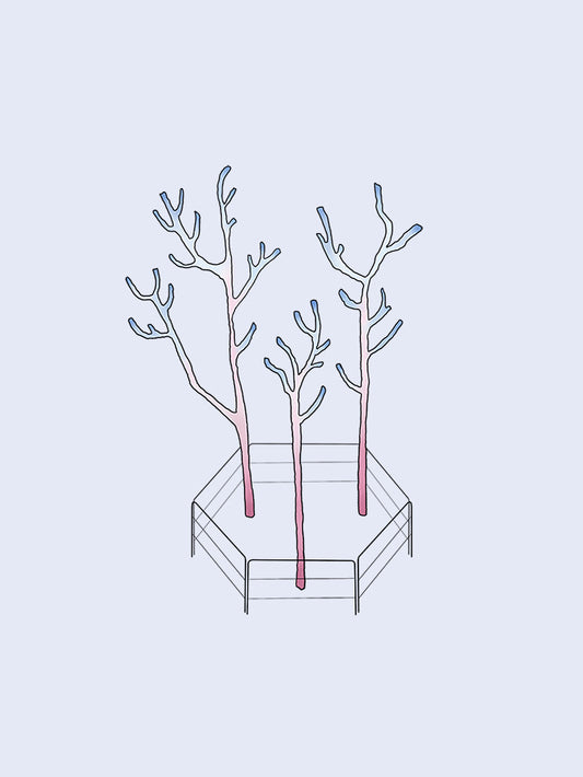 Coral Corral