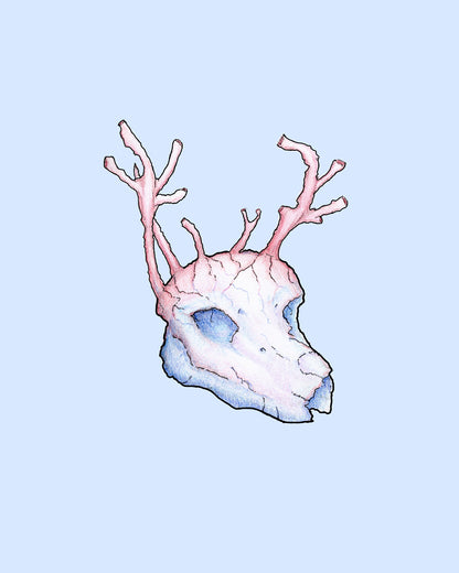 Ocean(d)eer